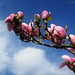 Magnolia Flowers (2)