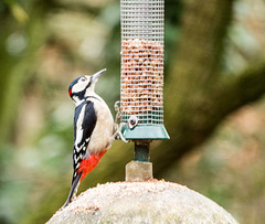 Woodpecker at Eastham Woods.