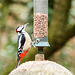Woodpecker at Eastham Woods.