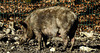 20200312 6725CPw [D~BI] Wildschwein, Bielefeld