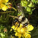20200409 7161CPw [D~LIP] Graue Sandbiene (Andrena cineraria), Vorfrühlings-Finerkraut (Potentilla verna agg), Bad Salzuflen