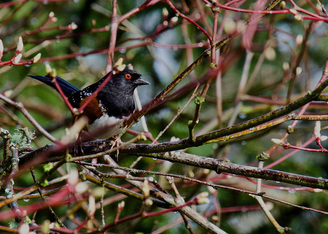 Towhee!