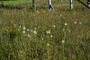 Platanthera conspicua (Southern White Fringed orchid)