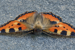 Kleiner Fuchs (Aglais urticae)