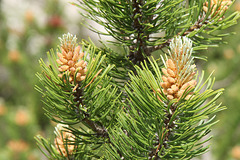 Latschenkiefer Blüte, (Pinus mugo)