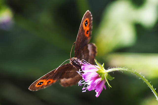 Schmetterling auf Blüte