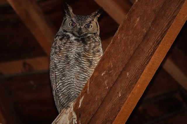 Owl in the Round Barn