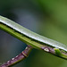 Orange Tip Caterpillar (Anthocharis cardamines larva)