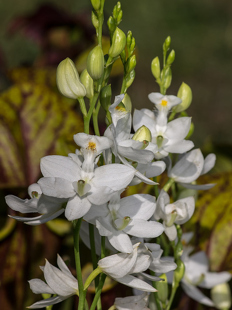 Calopogon tuberosus forma albiflorus (White form of Common Grass-pink orchid)