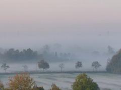 Kornweidenwettern im Morgennebel