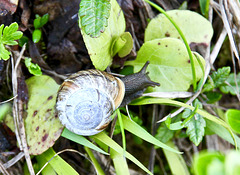 Kleine Schnecke am Wegrand