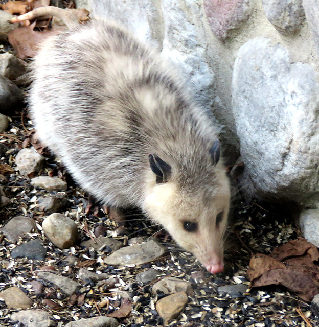 A rare sight in our area, this opossum was the highlight