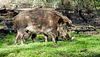 20200312 6726CPw [D~BI] Wildschwein, Bielefeld