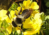 20200409 7163CPw [D~LIP] Graue Sandbiene (Andrena cineraria), Vorfrühlings-Finerkraut (Potentilla verna agg), Bad Salzuflen