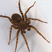 IMG 5689Spider