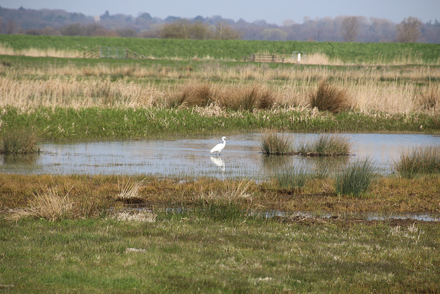 Carlton Marshes nature reserve, Lowestoft