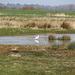 Carlton Marshes nature reserve, Lowestoft