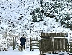 Neighbour walking her dogs in the January Snows