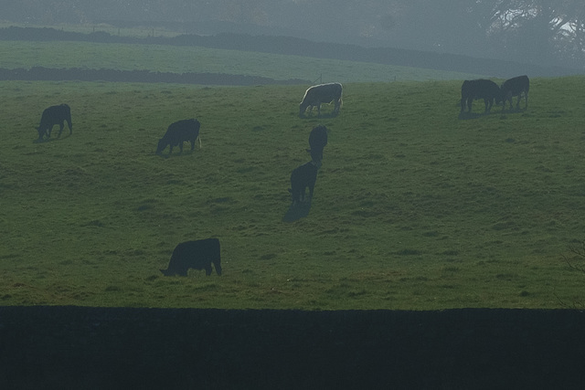 Cattle in the sun