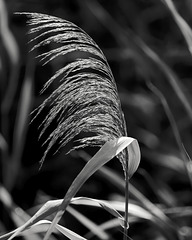 Phragmite / Roseau