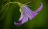 Die Wiesen-Glockenblume (Campanula patula) mal anders angeschaut :)) A different perspective on the meadow bellflower (Campanula patula) :)) Un autre point de vue sur la campanule des prés (Campanula patula) :))