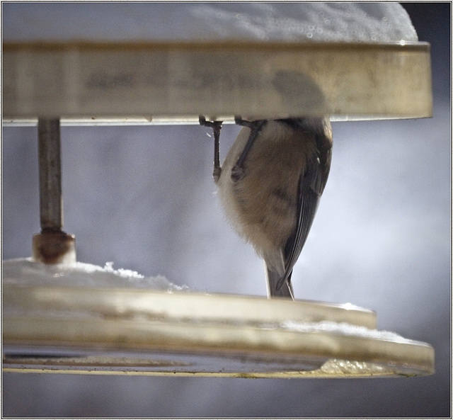 Chickadee chin-ups