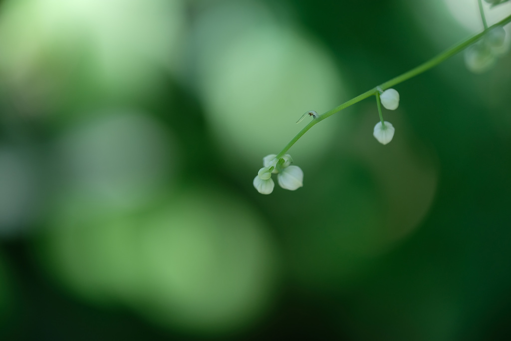 DSCF2327