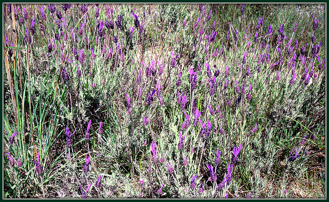 Spanish or Iberian Lavender