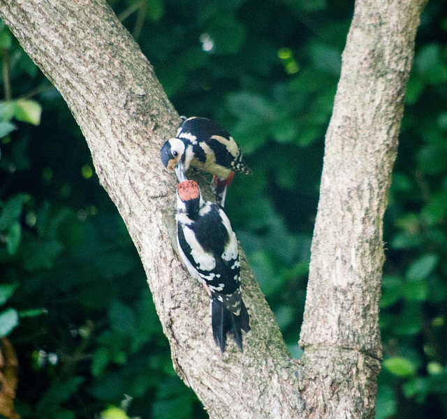 Woodpecker feeding youngster