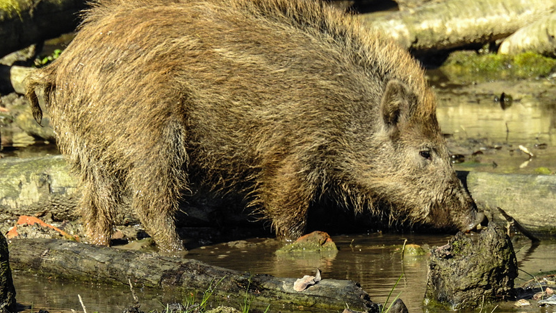 20200312 6728CPw [D~BI] Wildschwein, Bielefeld