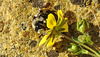 20200409 7165CPw [D~LIP] Graue Sandbiene (Andrena cineraria), Vorfrühlings-Finerkraut (Potentilla verna agg), Bad Salzuflen