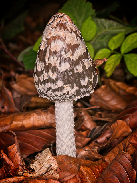 Magpie Inkcap