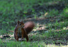 mon copain du parc ......