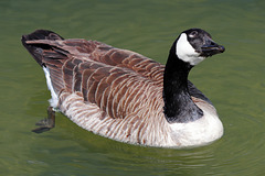 EOS 90D Peter Harriman 10 53 05 09220 canadaGoose dpp