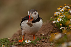 Stone Puffin