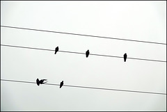 Taubenichtse Taubenichtse