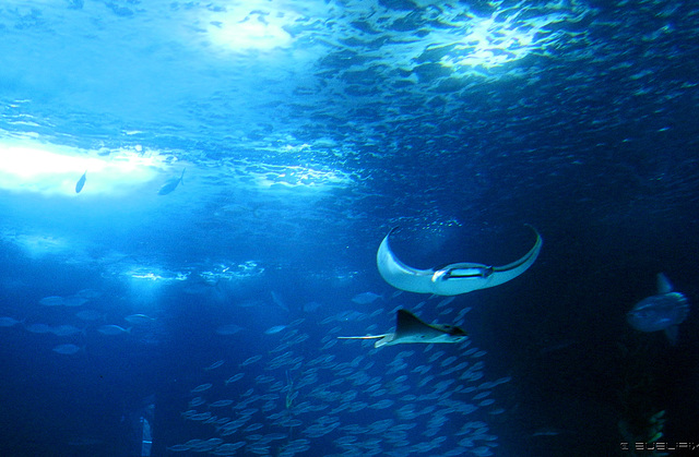 Oceanário de Lisboa (© Buelipix)