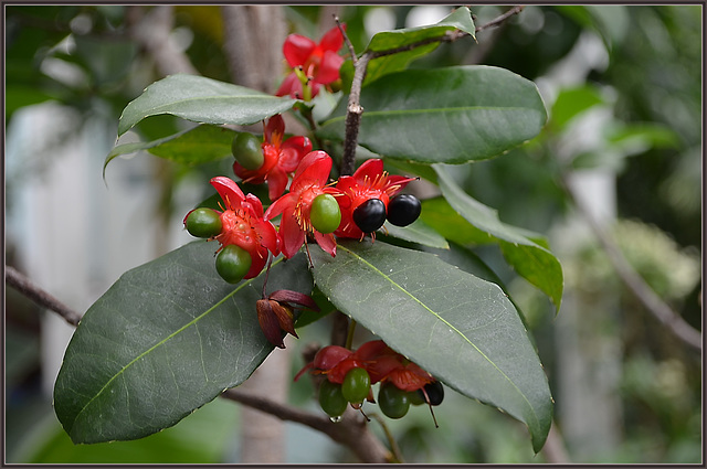 mickey mouse plant