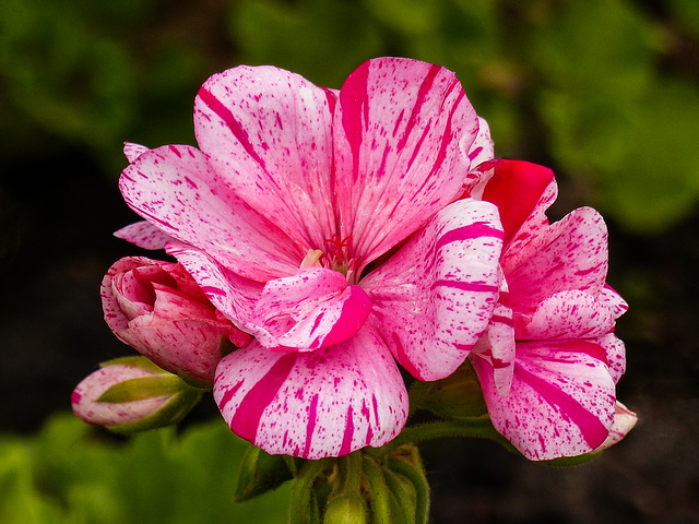 Zonal Geranium,  Survivor Pink Batik