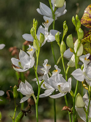 Calopogon tuberosus forma albiflorus (White form of Common Grass-pink orchid)