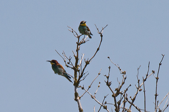 20170516 2793VRTw [A] Bienenfresser (Merops apiaster), Neusiedler See, [Oslib-Rust]