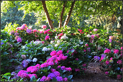 Hortensia Mix  te Windhausen