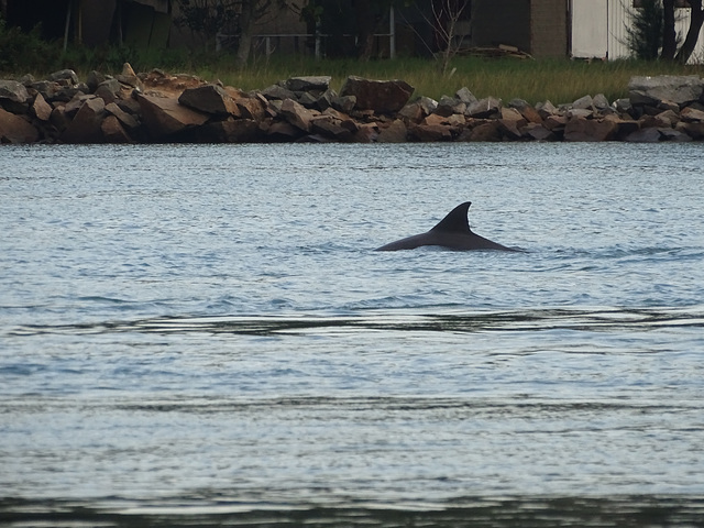 DSC04965 - boto-da-tainha Tursiops truncatus gephyreus, Cetaceae