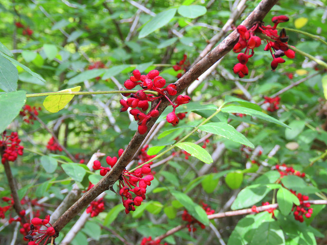 Thorny Ash-tree