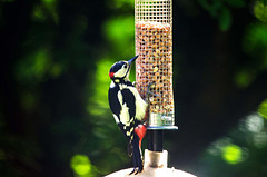 Woodpecker feeding