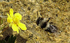 20200409 7166CPw [D~LIP] Graue Sandbiene (Andrena cineraria), Vorfrühlings-Finerkraut (Potentilla verna agg), Bad Salzuflen