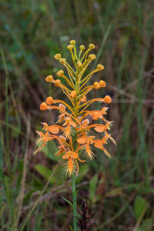 Platanthera ciliaris (Yellow Fringed orchid)