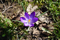 Einzelner Krokus