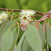 Eucalyptus in flower