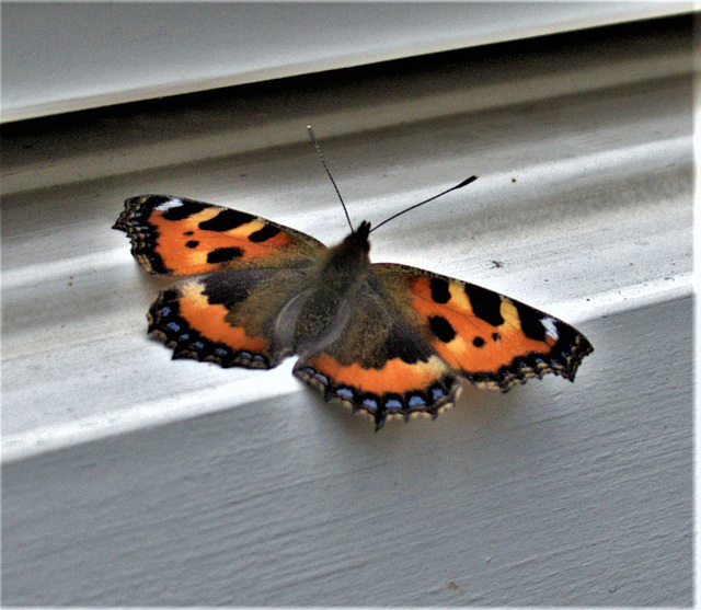 Small Tortoiseshell....newly emerged I think